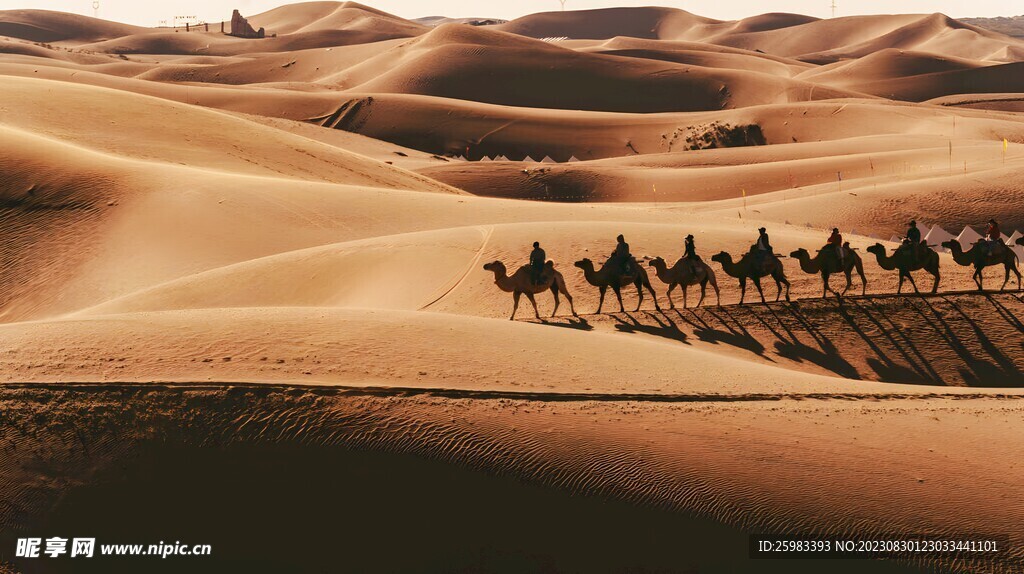 沙漠驼队