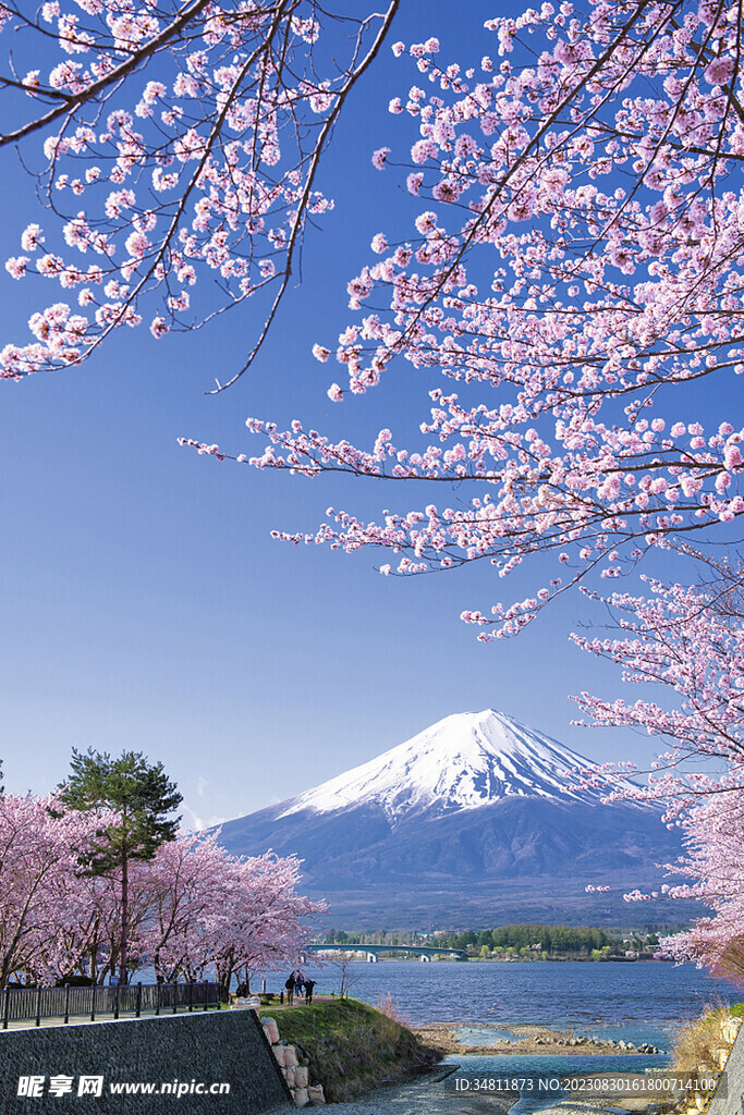 樱花