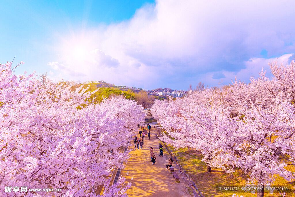 樱花