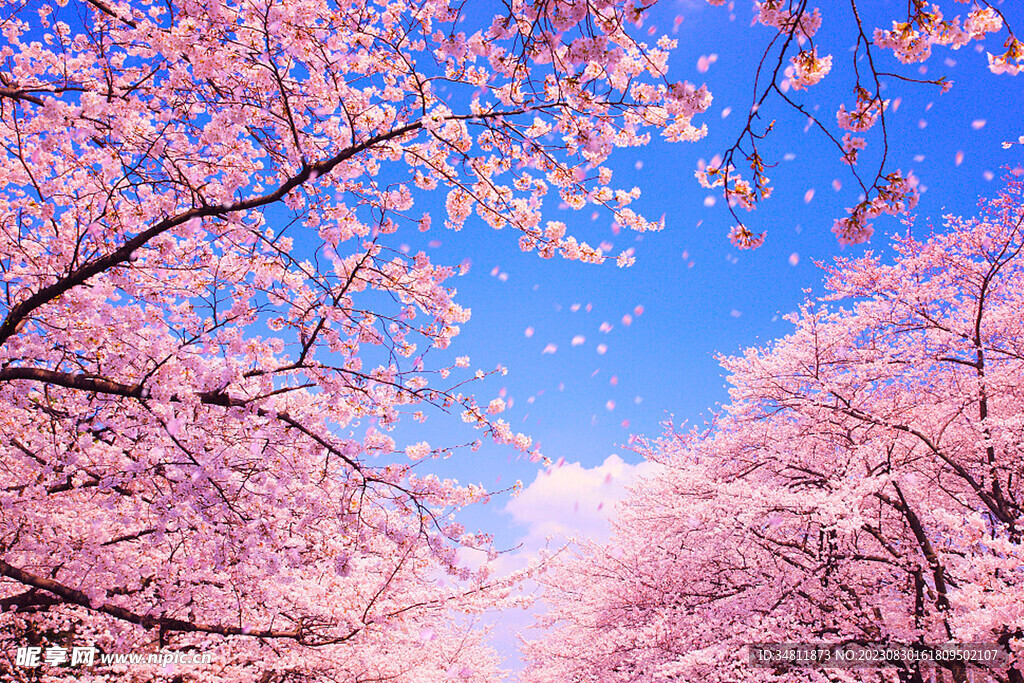 樱花