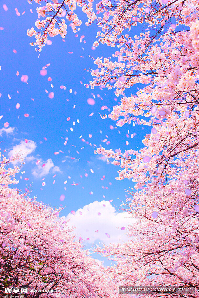 樱花