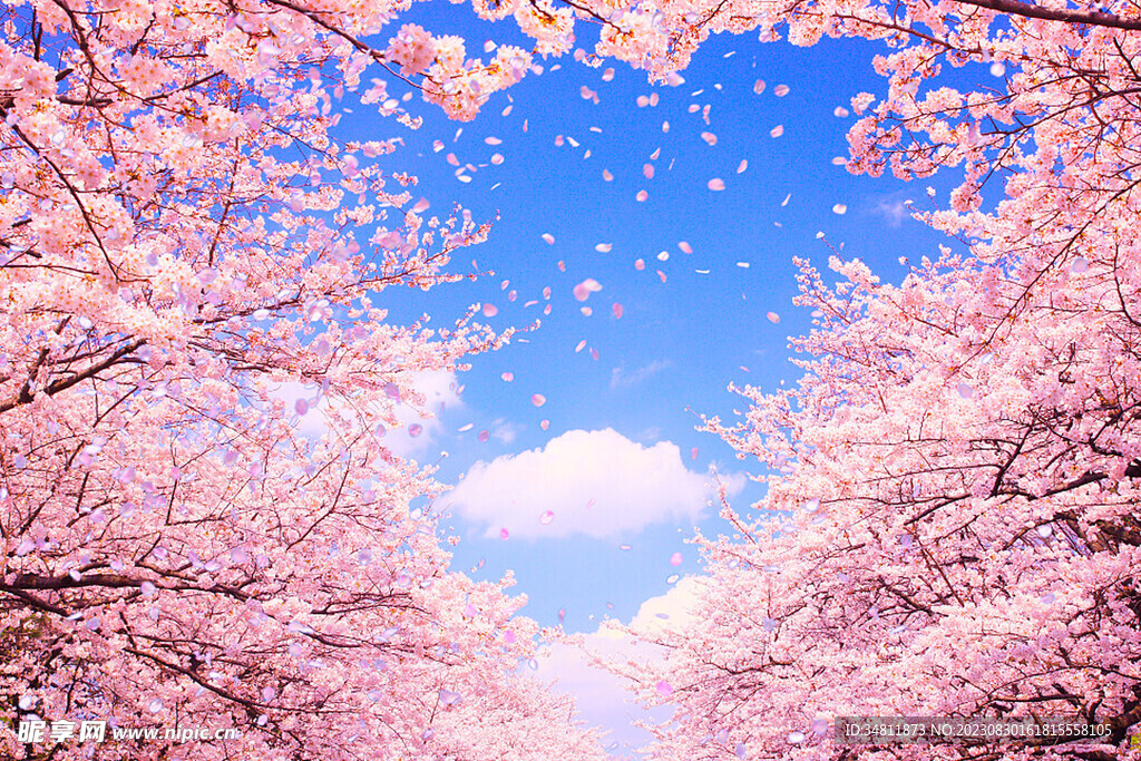 樱花