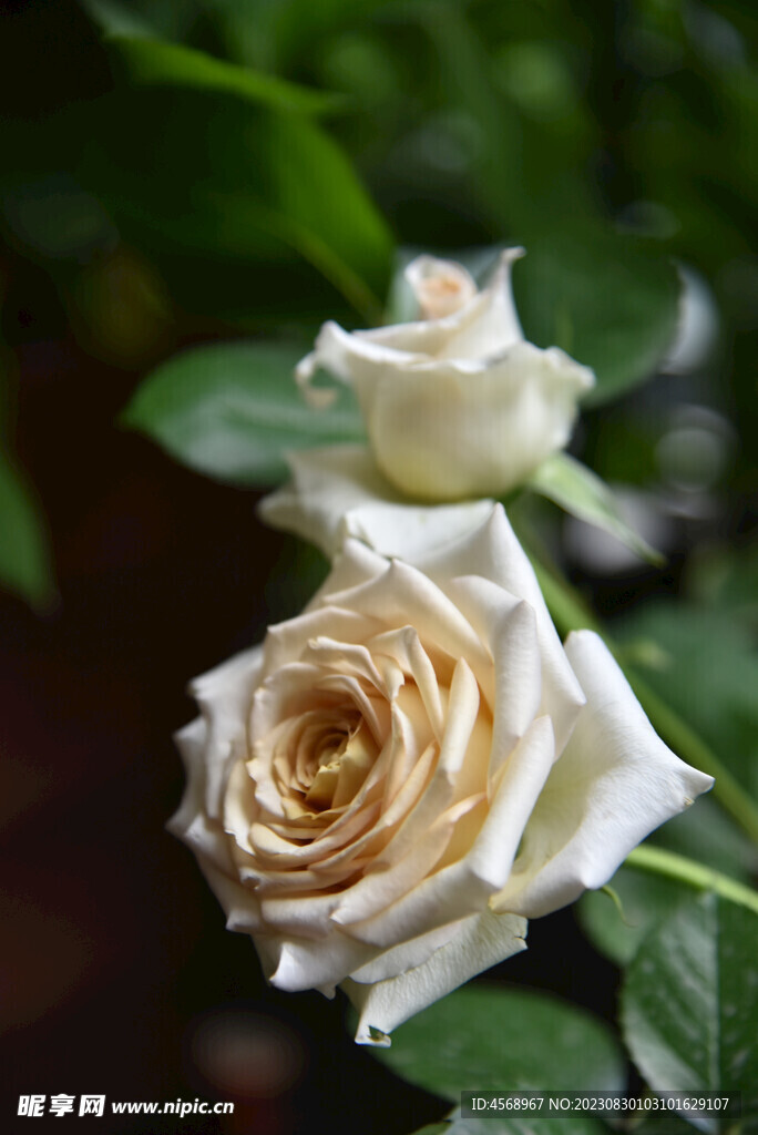 月季花