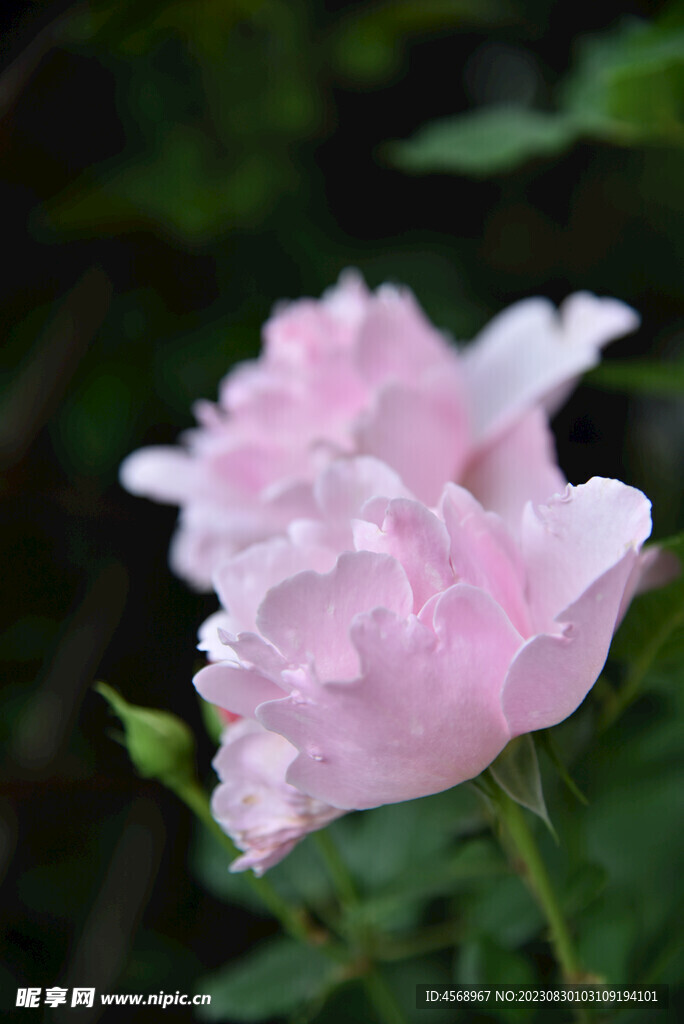 月季花