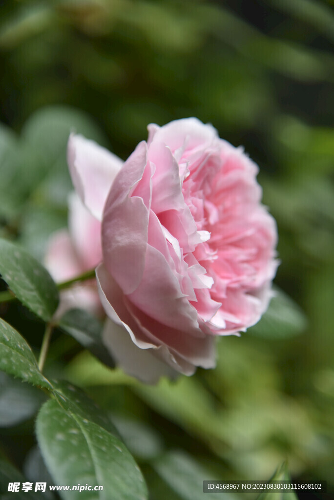 月季花