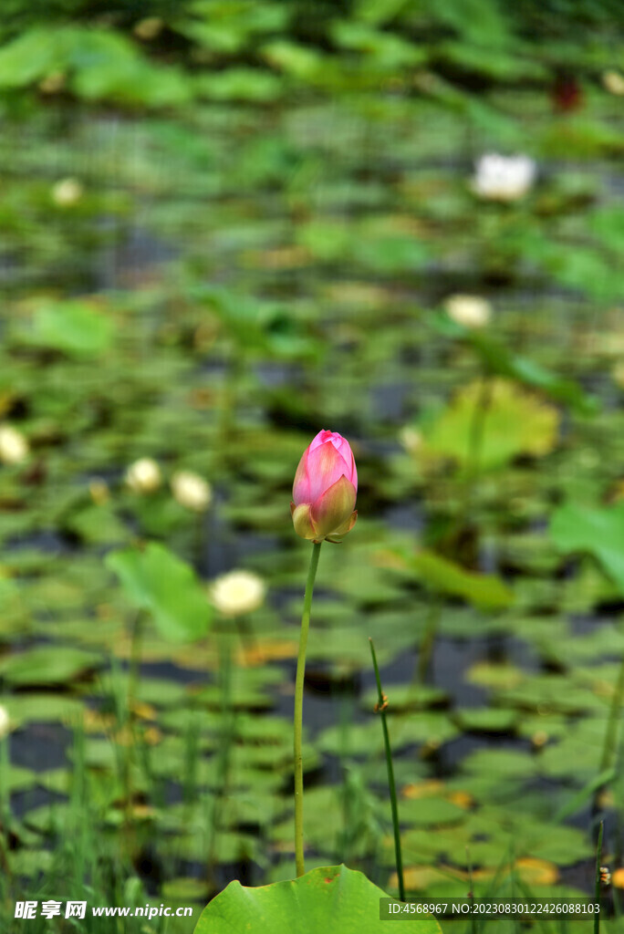 荷花