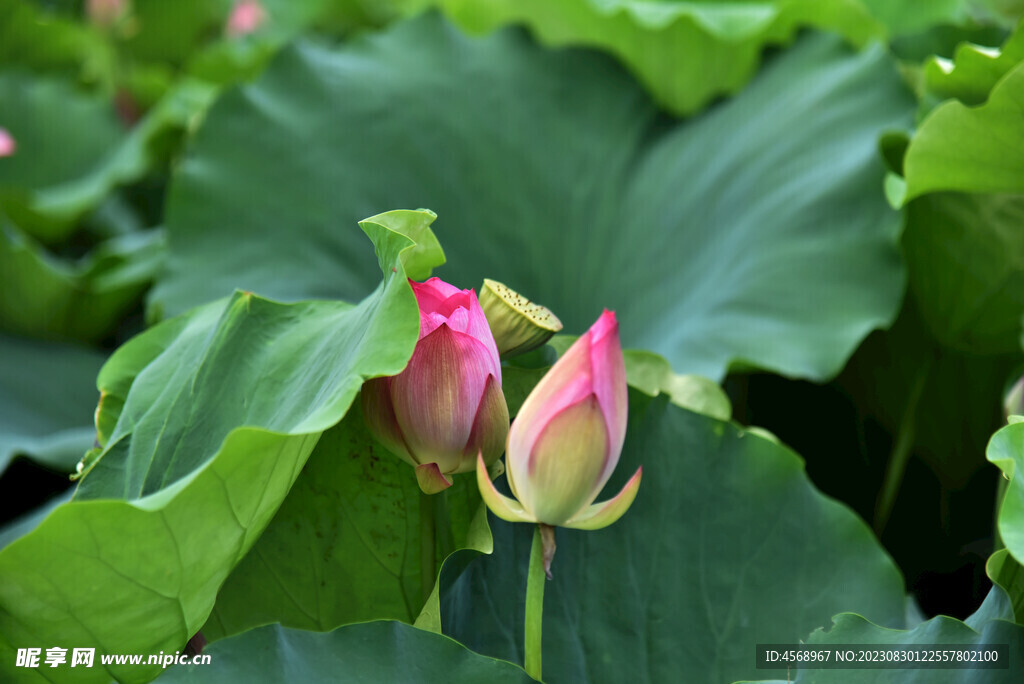 荷花