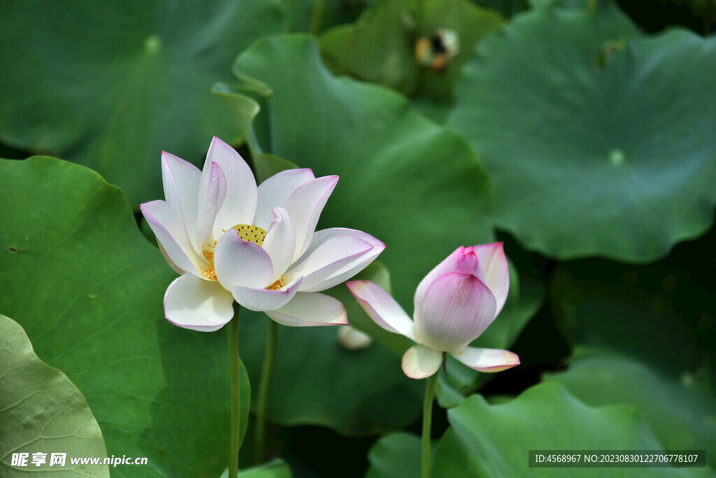 荷花
