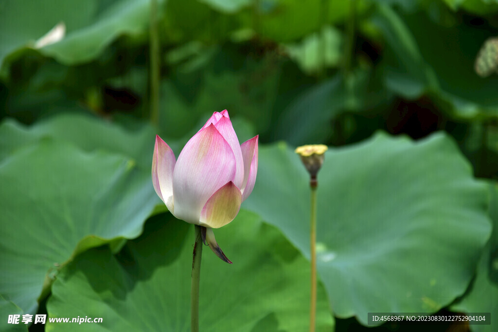 荷花