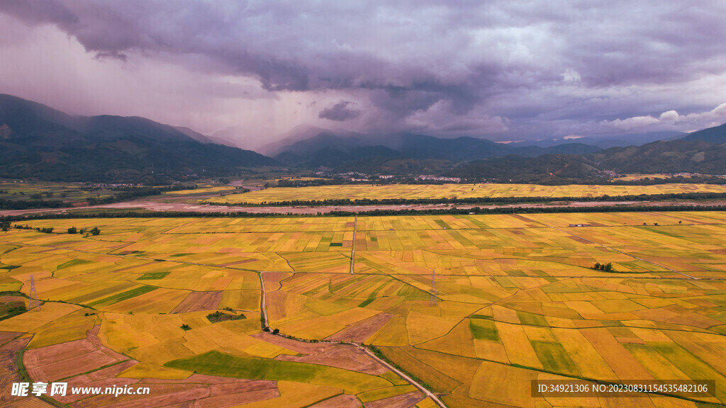云南德宏高原平坝金黄色的水稻田