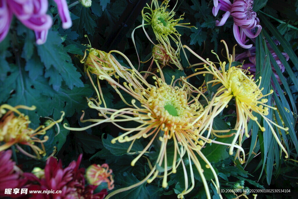 大立菊 悬崖菊 盆景菊 树菊 