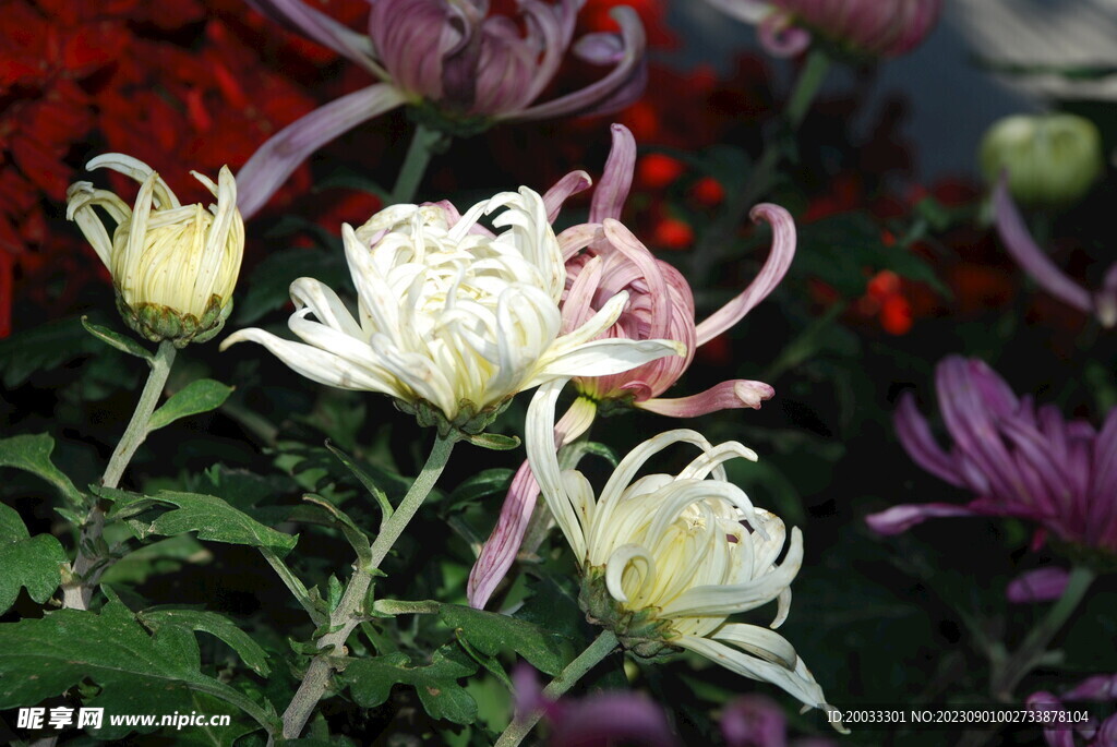 大立菊 悬崖菊 盆景菊 树菊 