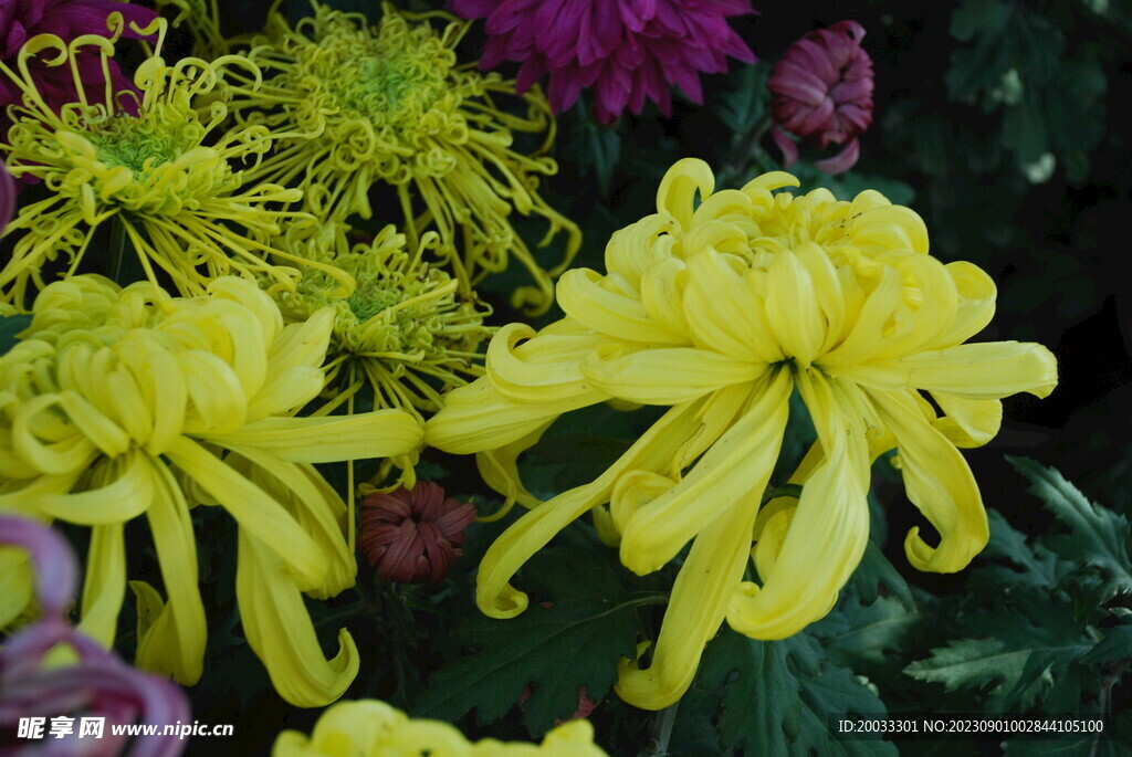 大立菊 悬崖菊 盆景菊 树菊 