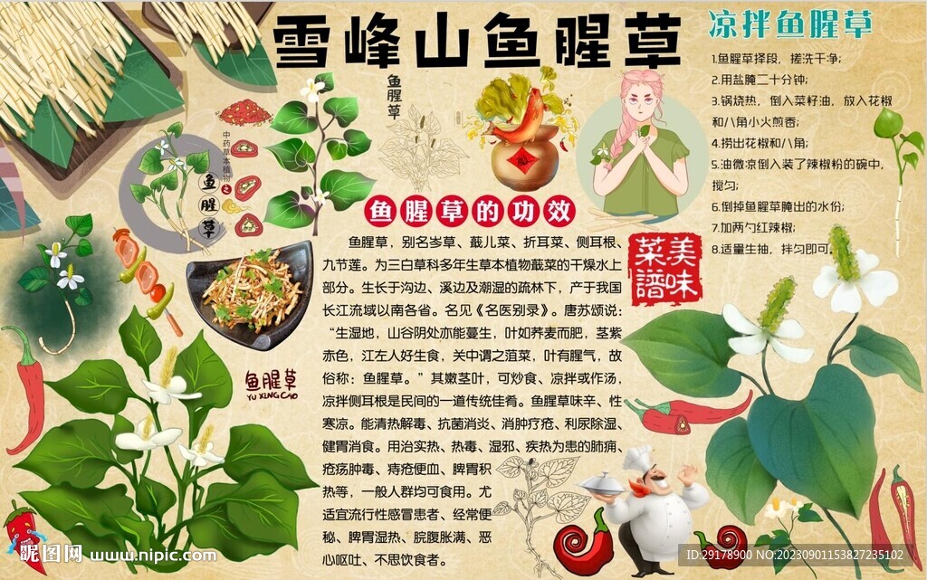 鱼腥草