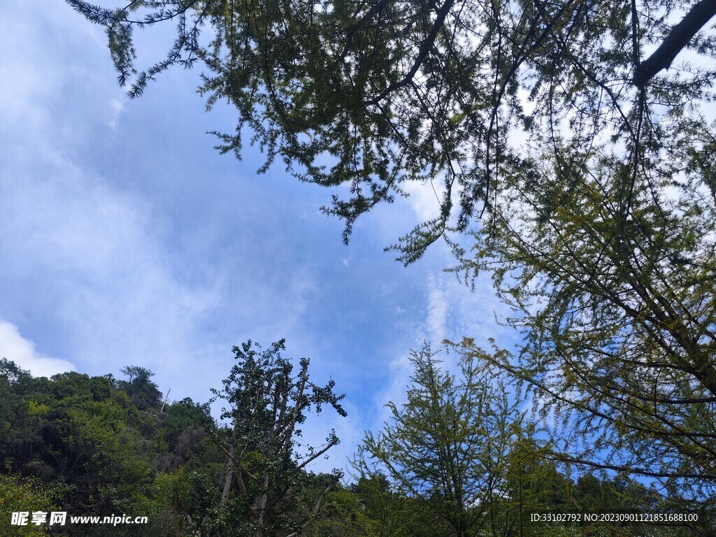 蓝天白云树林