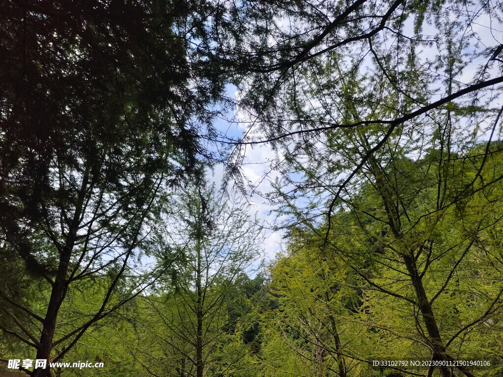 树林