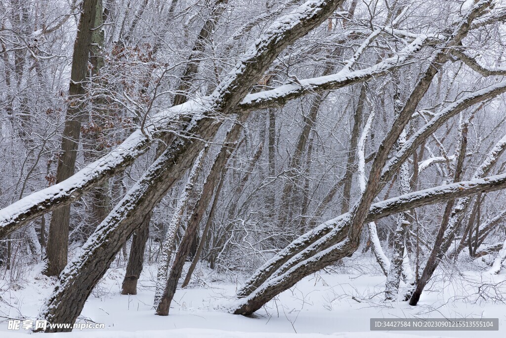 树木雪景
