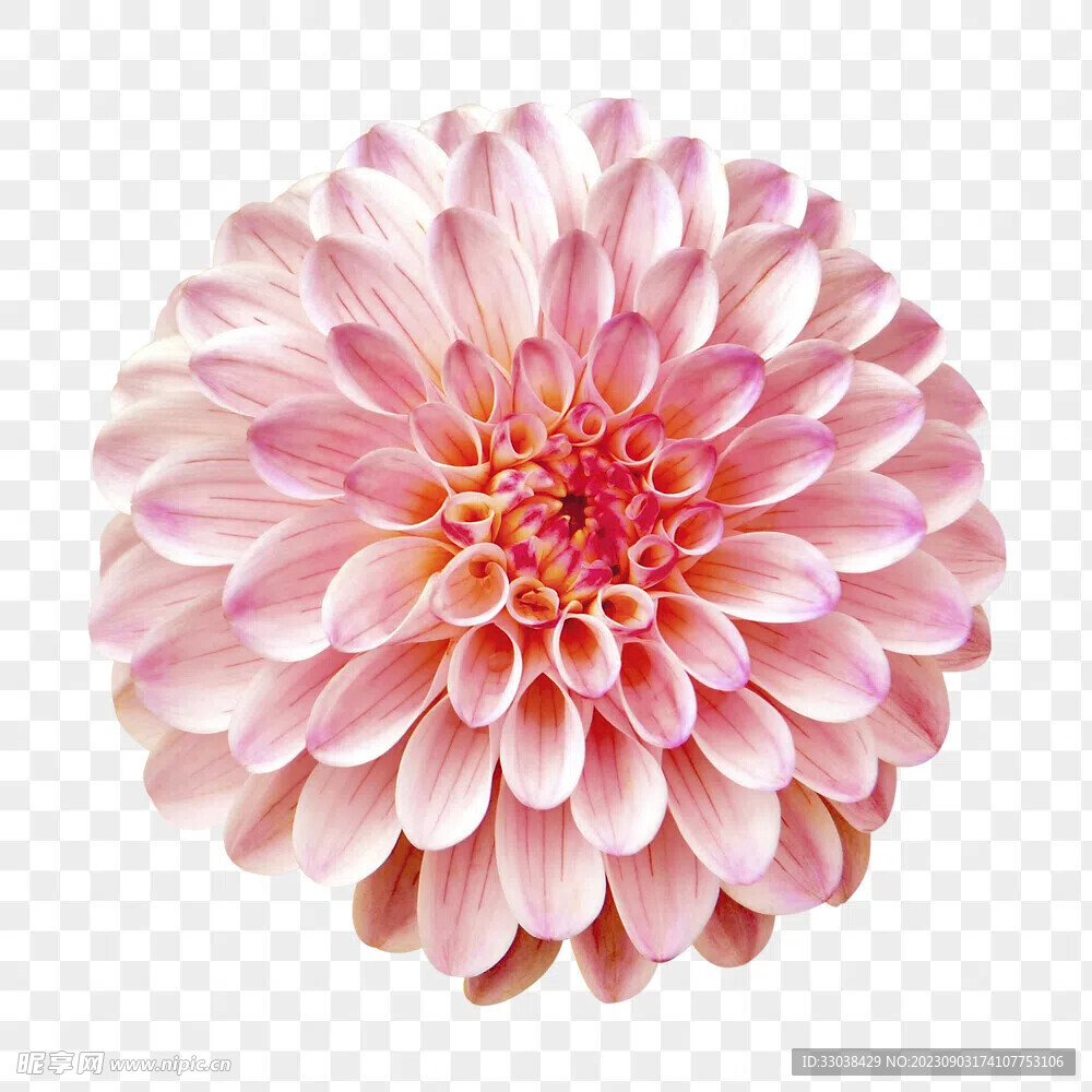 大丽花