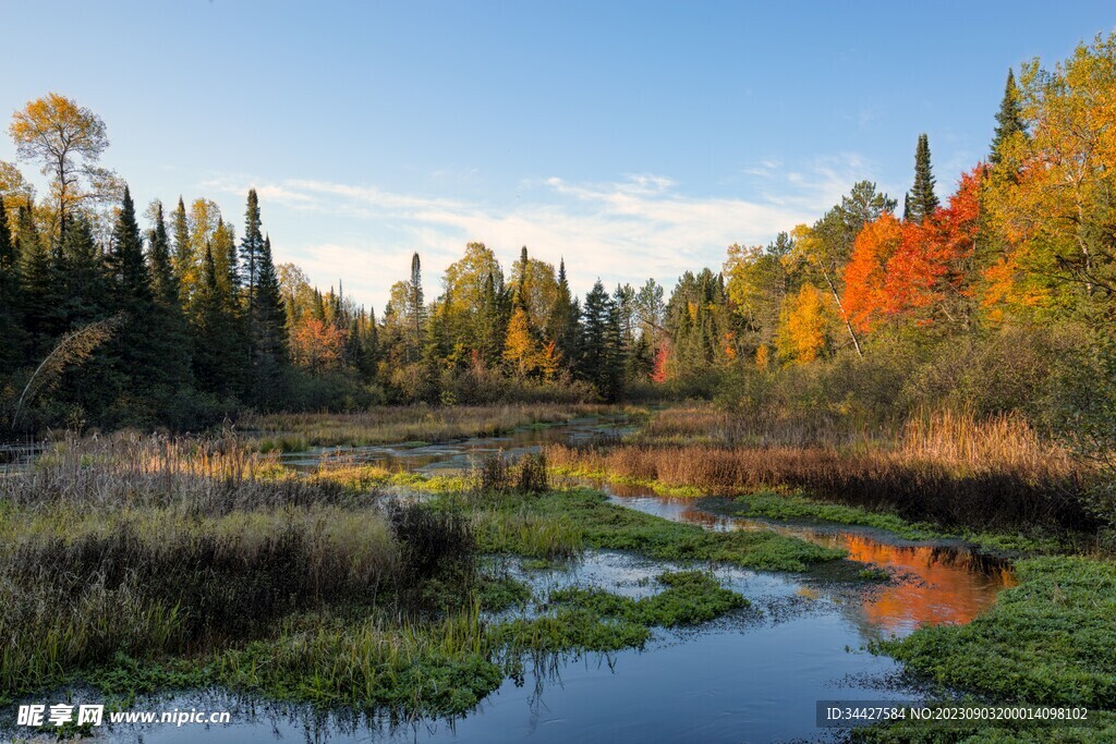 树林中的沼泽河流