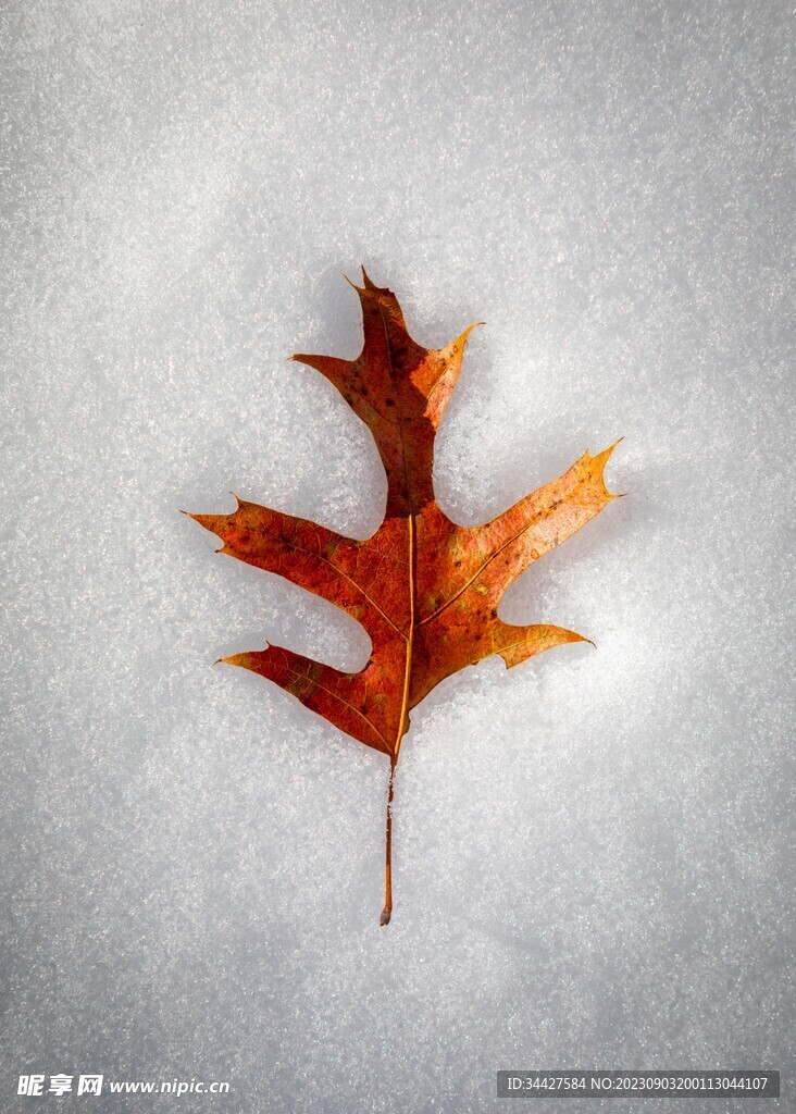 白雪和枫叶