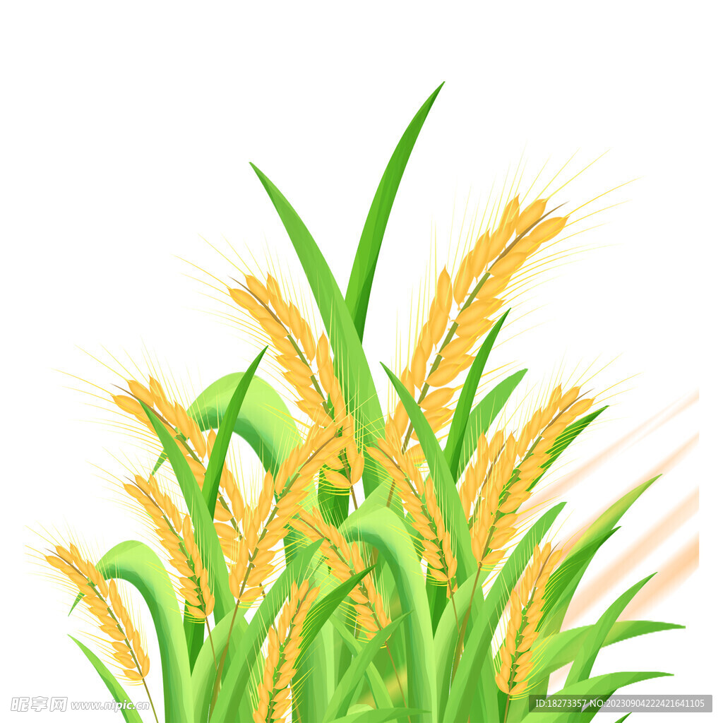 麦穗
