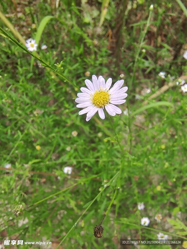 野花
