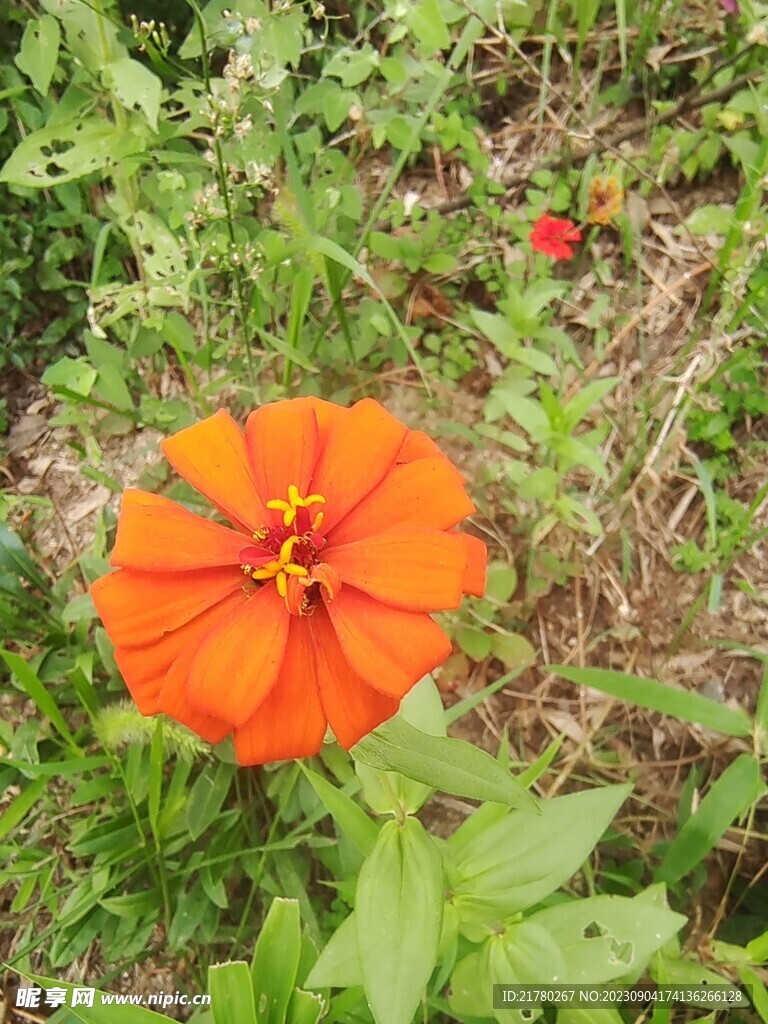 百日菊