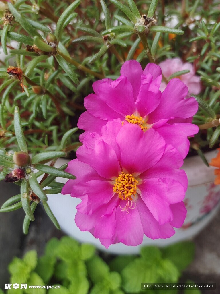 太阳花