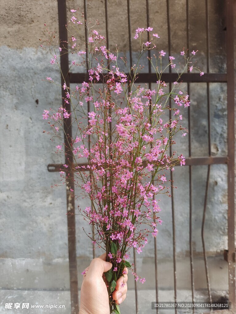 土人参花