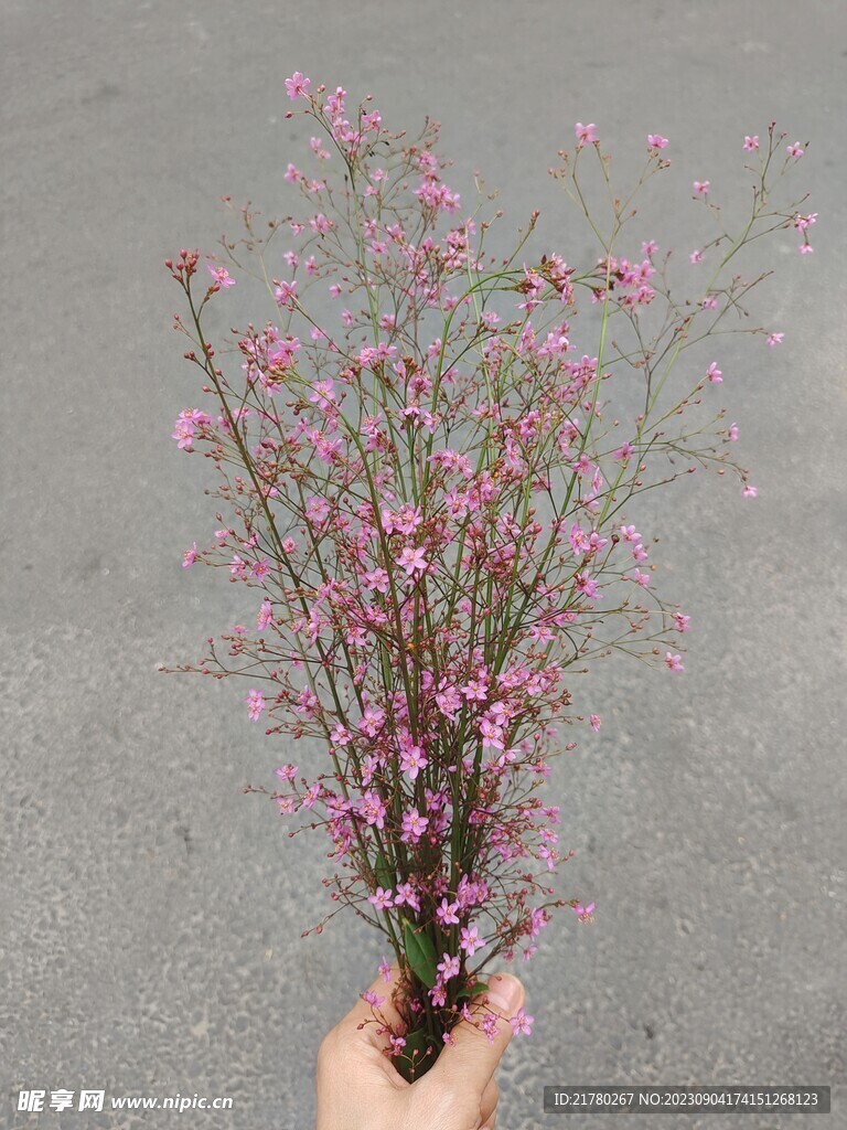 土人参花
