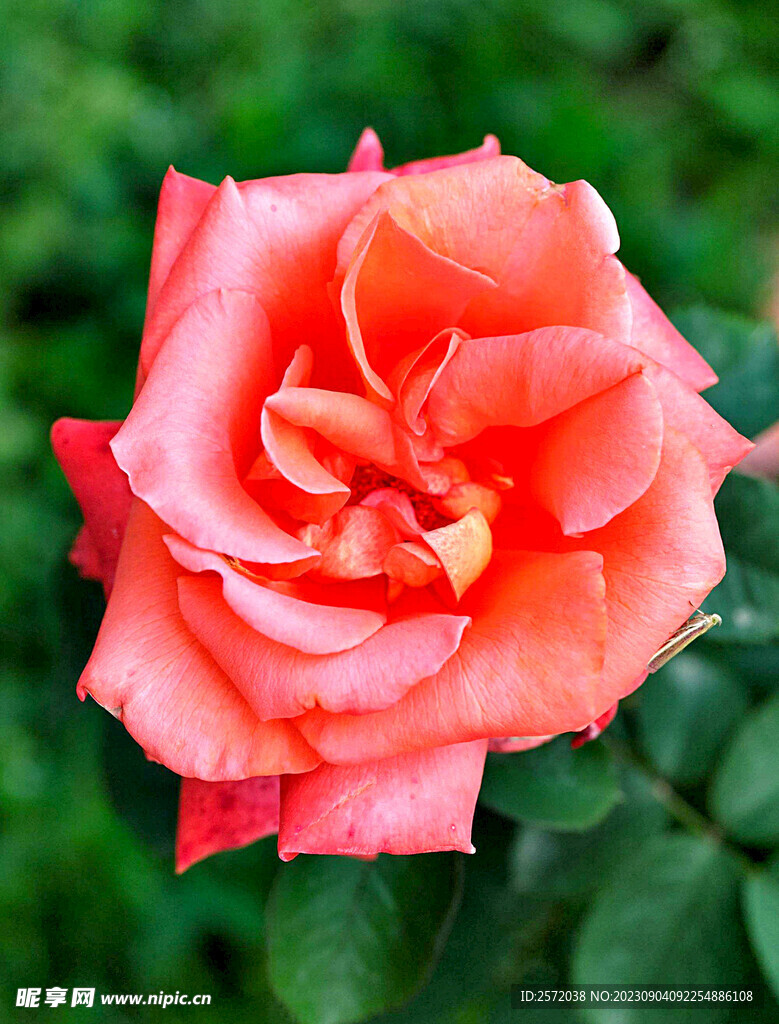 月季花开