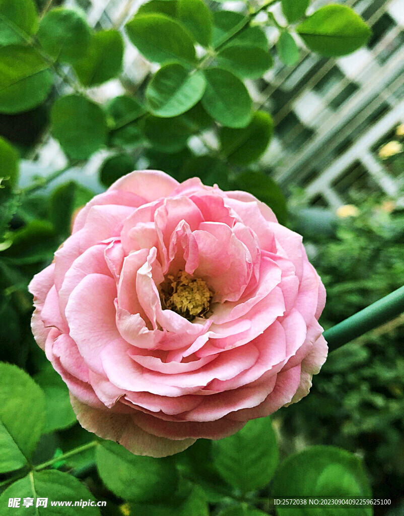 月季花开