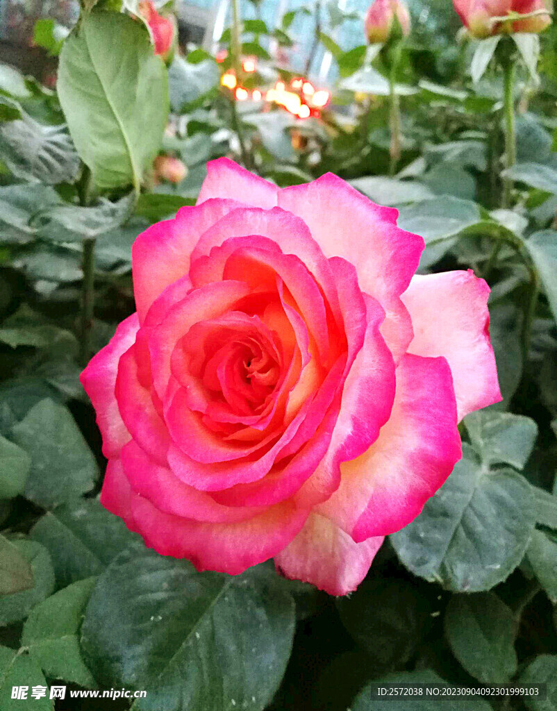 月季花开