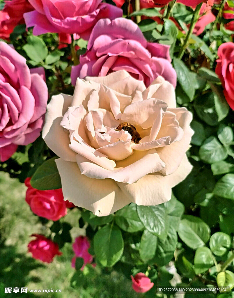 月季花开