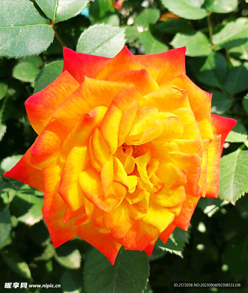 月季花开