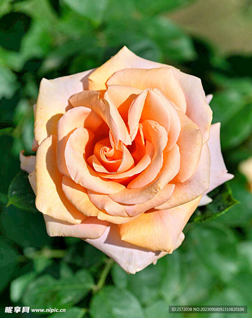 月季花开
