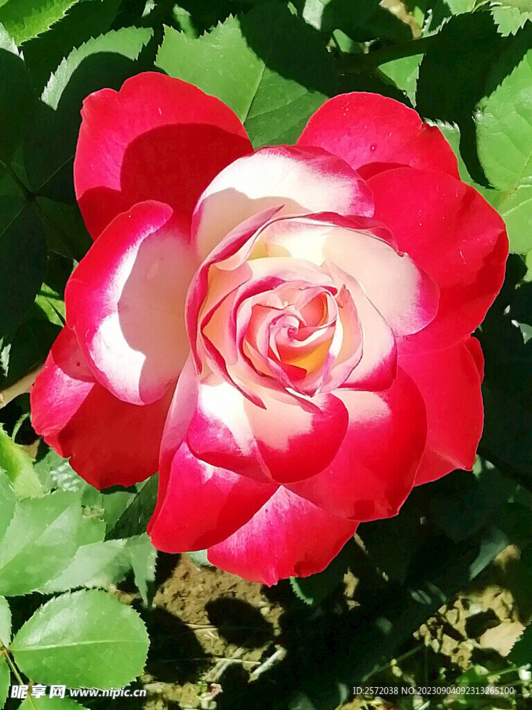 月季花开