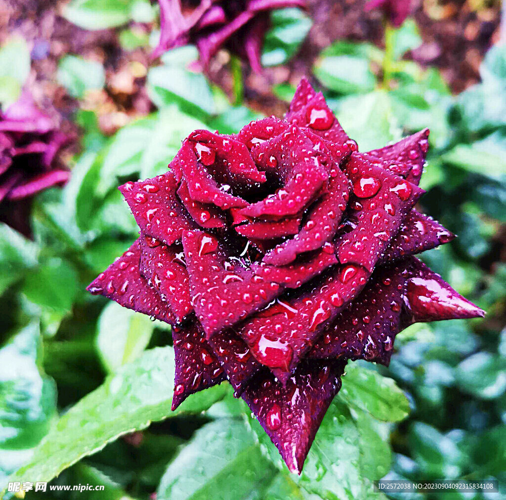 月季花开