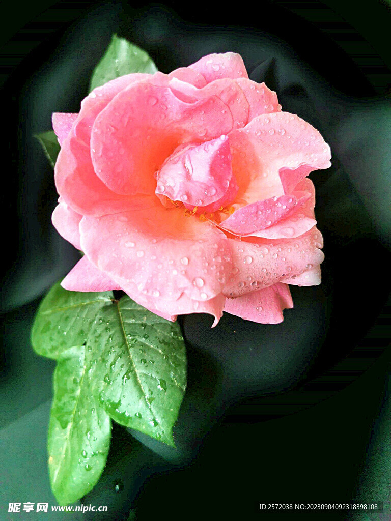 月季花开