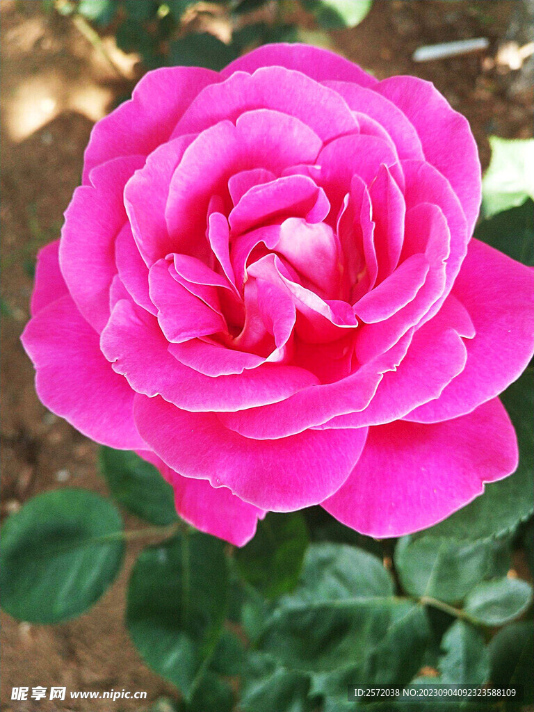 月季花开