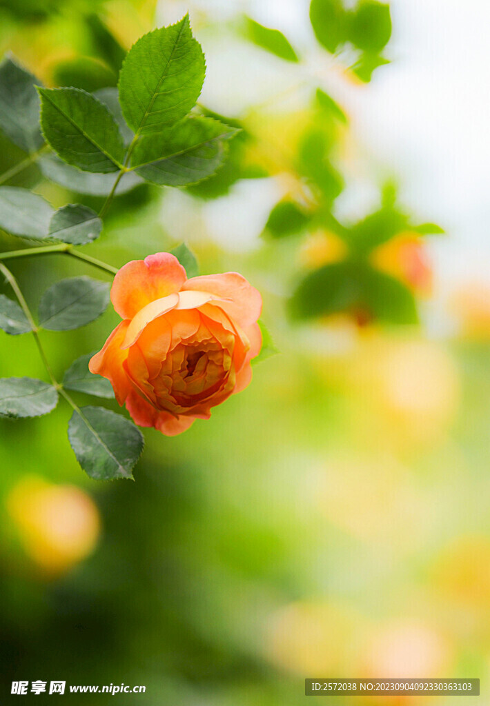 月季花开