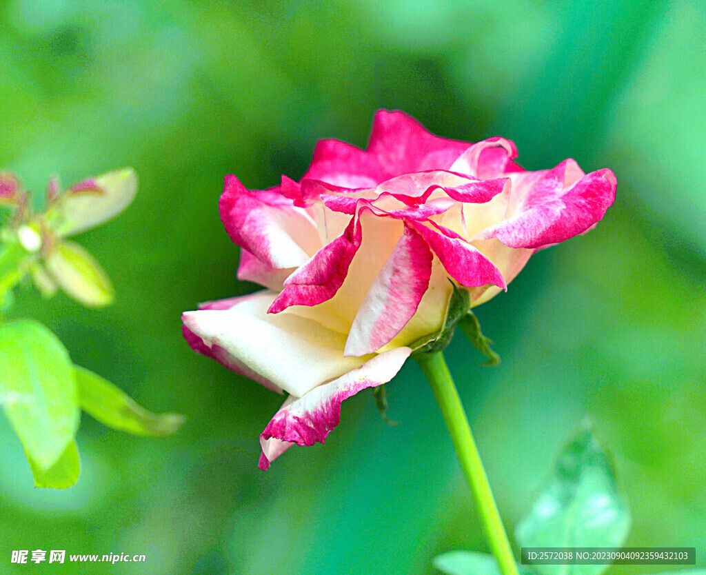 月季花开