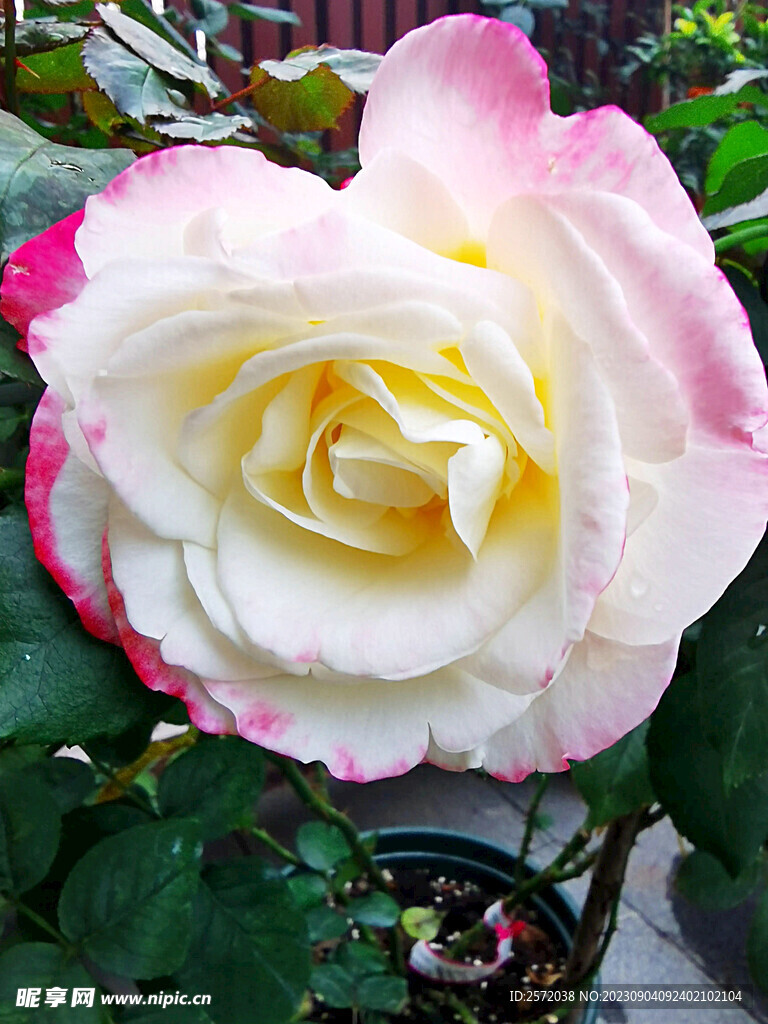 月季花开