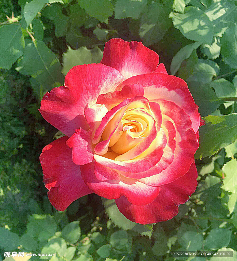 月季花开