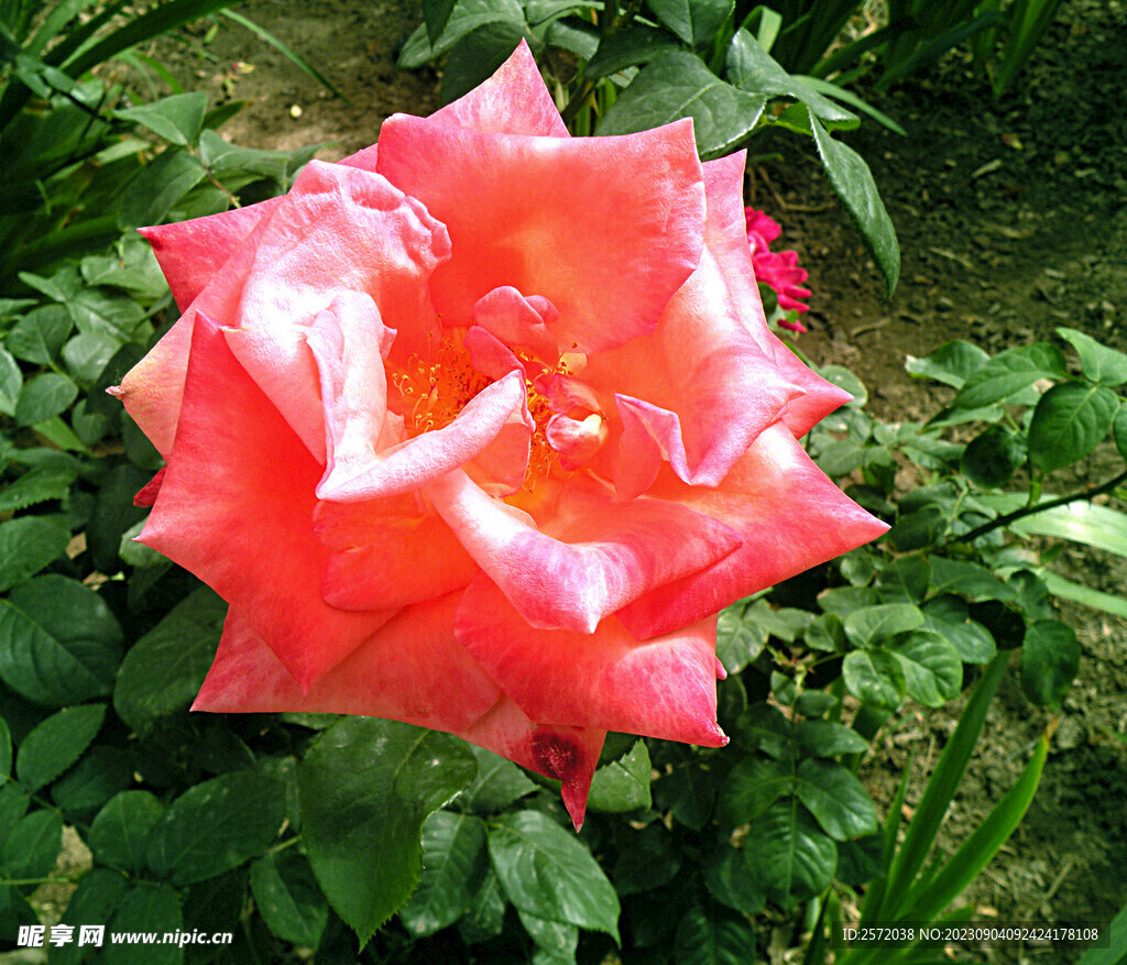 月季花开
