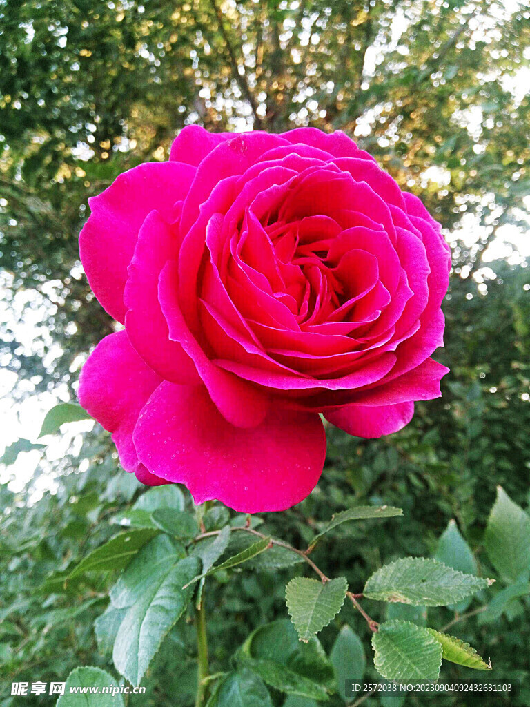 月季花开
