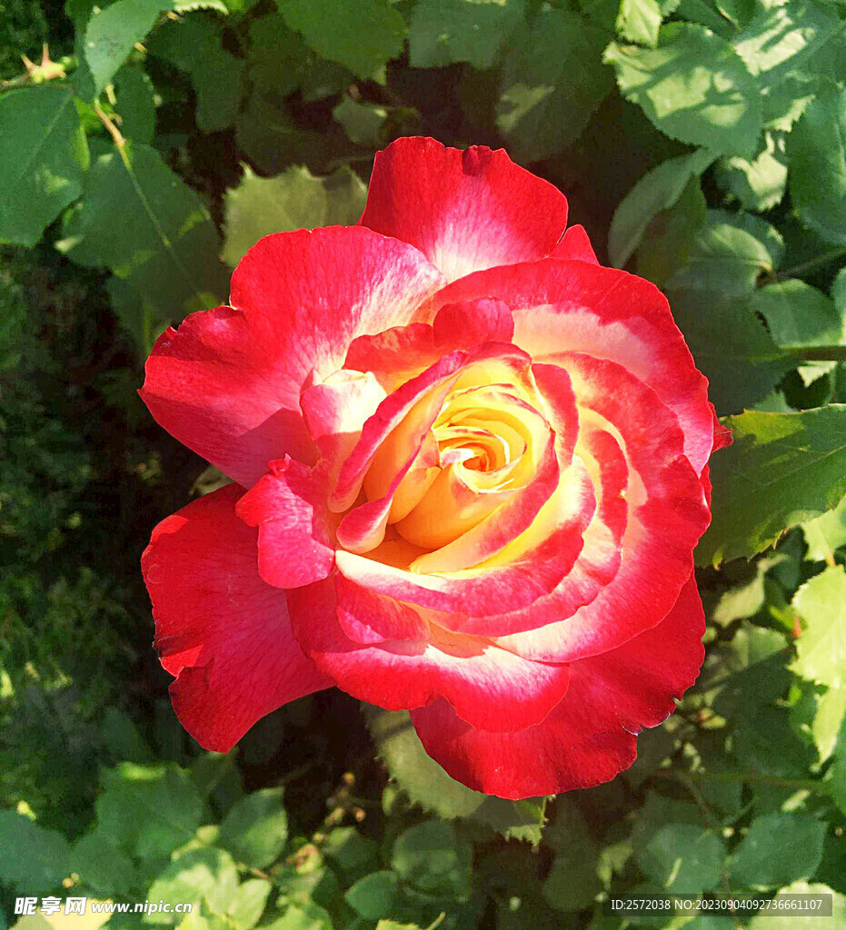 月季花开