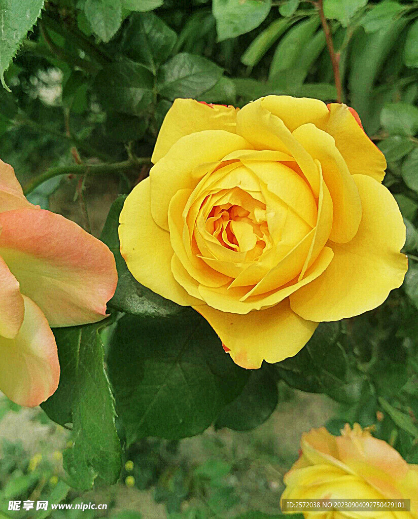 月季花开