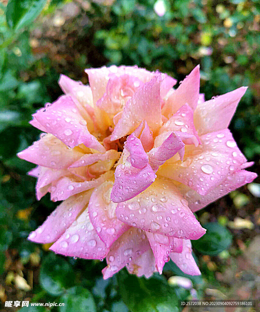 月季花开