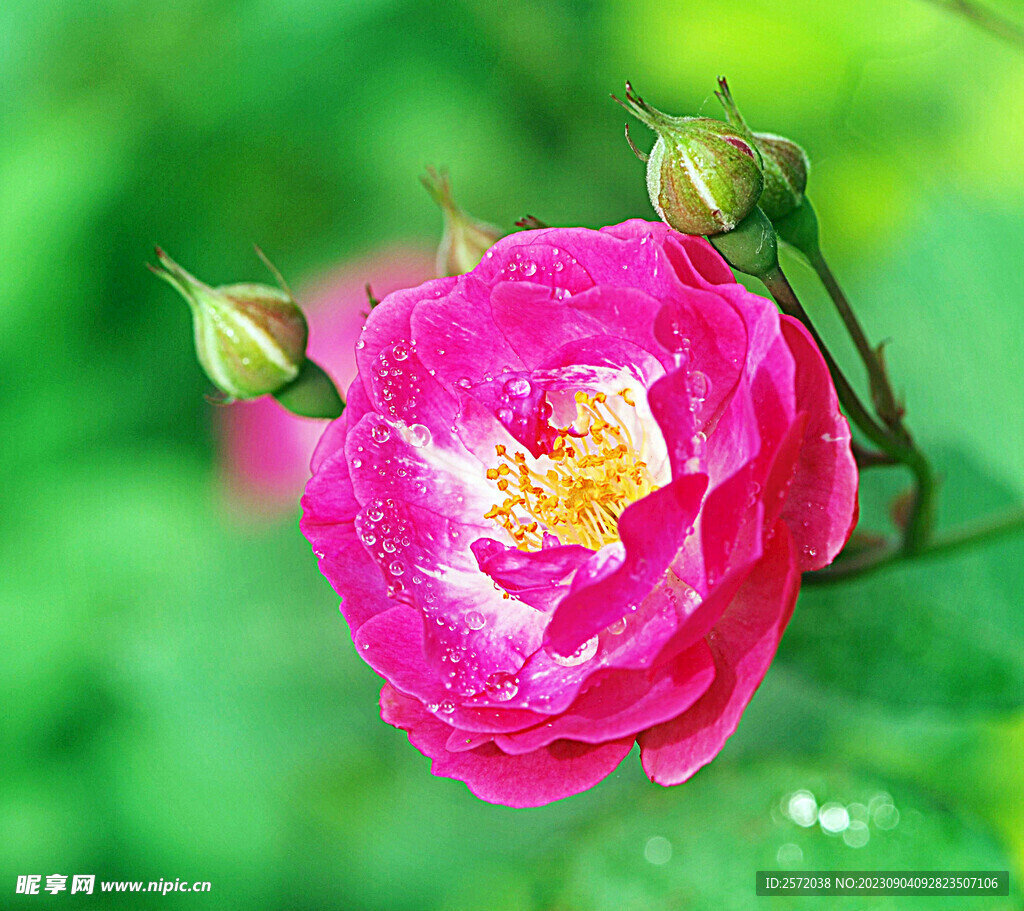 月季花开